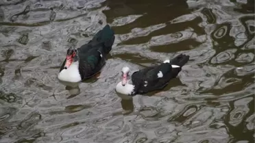 Samsun'da Av Sezonu Açıldı