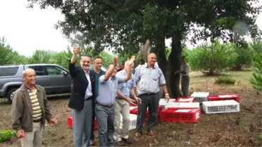 Sülünler Doğaya Salındı