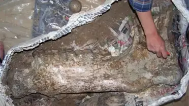 30 Milyon Yıllık Gergedan Fosili Tarihe Işık Tutacak