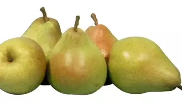 Armut Ateş Düşürüyor