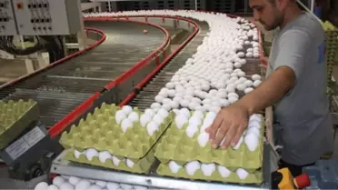 Türk Yumurtası Rusya Yolcusu