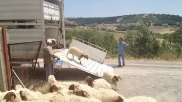 Başkent'ten Türkmenistan'a Koyun İhracatı