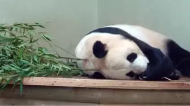 Panda Daha Çok Yemek İçin Hamile Numarası Yaptı