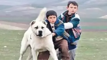 Venedik Film Festivali'nde 'Sivas'ın Küçük Yıldızına Ödül