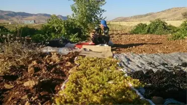 Gercüş'te Kuru Üzüm Mevsimi Başladı