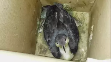 Yaralı Karabatak Koruma Altında