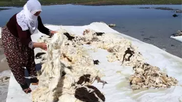 Kadınların Yün Yıkama Telaşı