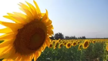 Tahıl Ambarı Yağ Deposu Oluyor