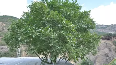 Tunceli'de Asırlık Ağacı Kesmemek İçin Evi Ağacın Etrafından Yaptırdı
