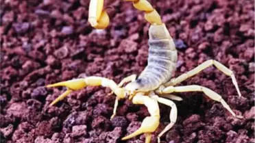 Akrebin Soktuğu Oduncu Hastanelik Oldu