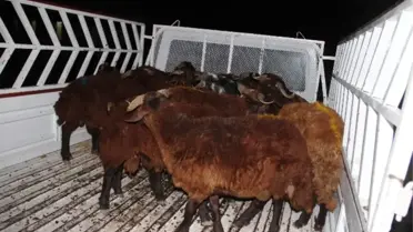 Kurban Hırsızlığına Geçiş Yok