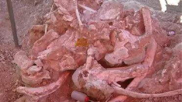 10 Tonluk Gergedan Fosili Gün Yüzüne Çıkarılıyor