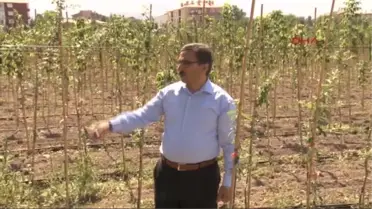 Era Daralıyor Diye Ağaçlandırmaya Karşı Çıkılıyor