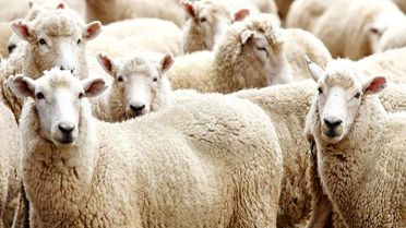 Kurbanlık Fiyatları Belli Oldu