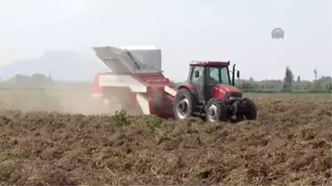 Adana'da Yer Fıstığı Hasadı Başladı