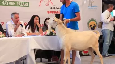 En Güzel Koç ve Tekeler Yarışacak