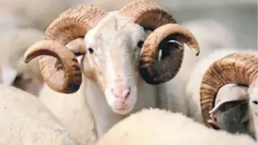 Yozgat'ta Kurbanlık Hayvan Sevkıyatlarına Sıkı Denetim