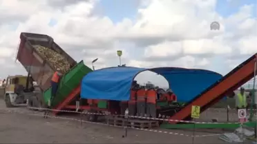 Biga'da Mısır Hasadı Başladı