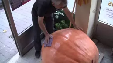 200 kilogramlık bal kabağı -