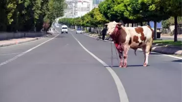 Mezbahaya Götürülürken Kaçan Boğa, Sokakta Kesildi