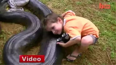 5 Metrelik Dev Anakondayı Yakaladı