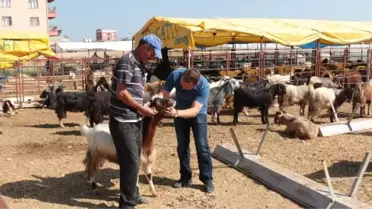 Aksu'da Kurban Denetimi