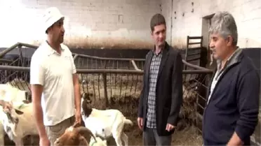 Almanya'da Kurban Bayramı Hazırlıkları Başladı