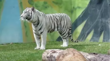 Hindistan'da Hayvanat Bahçesinde Trajedi