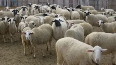 Kurban Bayramı'na Doğru