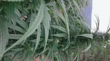 Jandarma 4 Bin Kök Kenevir ve 60 Kg Kubar Esrar Ele Geçirdi