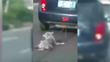Köpeği Arabasına Bağlayıp Sürükledi