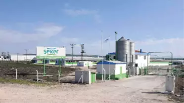 Şeker Piliç'in Satış İşlemleri Başladı