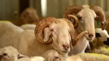 Kurban Bayramı Öncesi Tedbirler Artırıldı