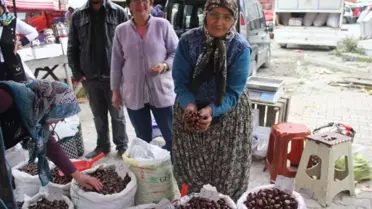 Meşhur Erfelek Kuzu Kestanesi Büyük İlgi Görüyor
