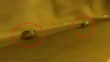 Yavru Ayılar Tüneli Birbirine Kattı