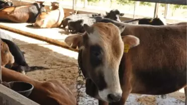 Kurban Bayramı'na Doğru