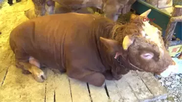 Kurbanlıklarda Alıcı Da, Satıcı da Memmun Değil
