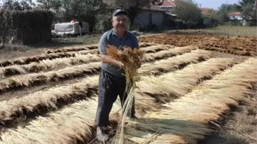 Edirne'de Son Mahsul Süpürge Telleri Kurutuluyor