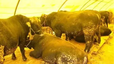 Kurban Bayramı'na Doğru