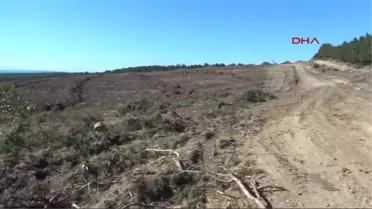 Çanakkale'nin En Güzel Ormanı Odun İçin Kesildi