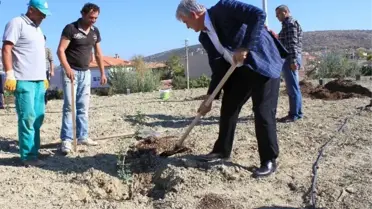 Çeşme'de, Sakız Fidanı İçin Organik Ağaç Gübresi