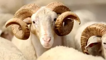 Sarıkamış Belediyesinden Kurban Bayramı Tedbirleri