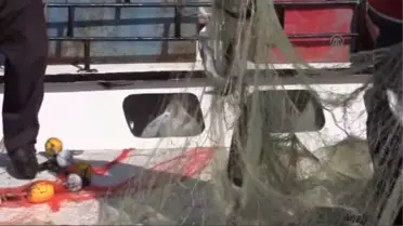 Çanakkale Boğazı'nda Lüfer Bereketi