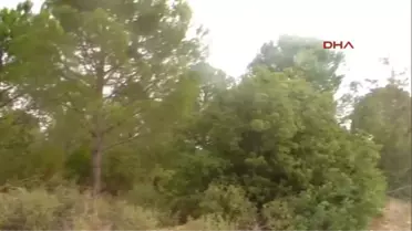 Hırsızığa Karşı Köylülerden Av Tüfekli Çam Fıstığı Nöbeti
