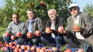 Nar Üreticisi Devlet Desteği İstiyor