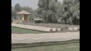 Sinabung Yanardağı'ndan Çıkan Küller Doğaya Zarar Veriyor