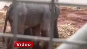 Fil İzmir'e Kardeş Geldi