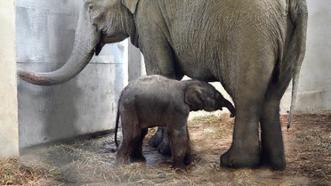 İzmir Doğal Yaşam Parkı'nda İkinci Fil Doğumu