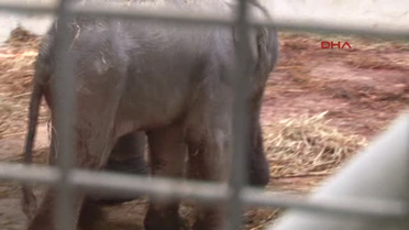 İzmir Doğal Yaşam Parkı'nda İkinci Fil Doğumu