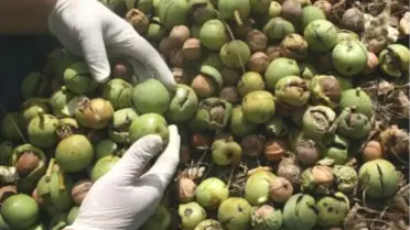 Tokat'ta 'Niksar-1' Çeşidi Cevizin Hasadı Yapıldı